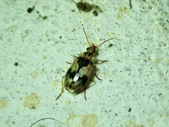 Carabidae
