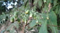 Blumea aromatica