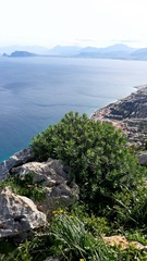 Euphorbia dendroides