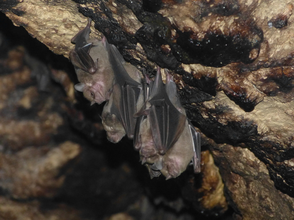 Jamaican Fruit-eating Bat from Salto de Agua, Chis., Mexico on November ...