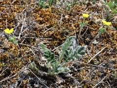 Potentilla muldaschevii