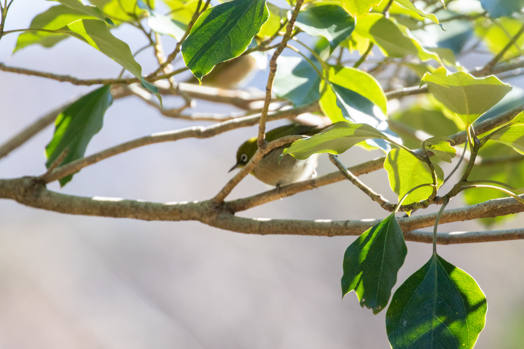 Warbling White-eye