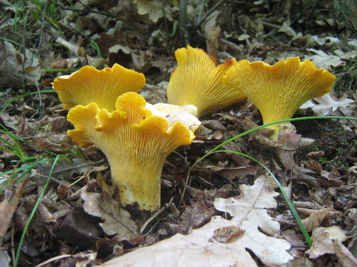 Golden Chanterelle