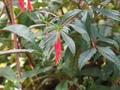 Fuchsia denticulata