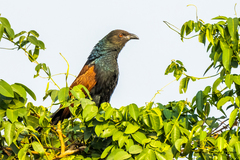 Centropus sinensis parroti