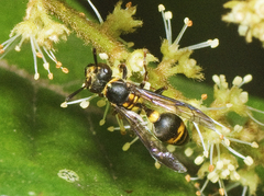 Ropalidia socialistica