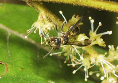 Ropalidia socialistica