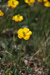 Ranunculus tanguticus