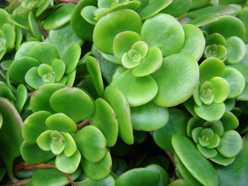 Sedum tetractinum