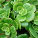 Sedum tetractinum - Photo (c) Forest & Kim Starr, some rights reserved (CC BY)