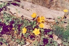 Ranunculus arschantynicus