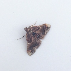 Scenedra decoratalis