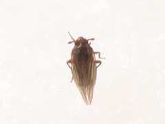 Delphacodes venosus