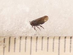 Delphacodes venosus