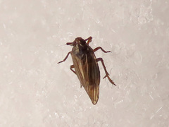Delphacodes venosus