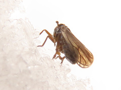 Delphacodes venosus