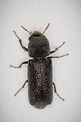 Bostrychopsis jesuita