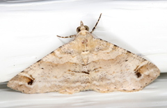 Syneora hemeropa