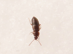 Arpedium brachypterum