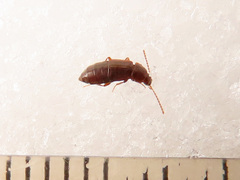 Arpedium brachypterum