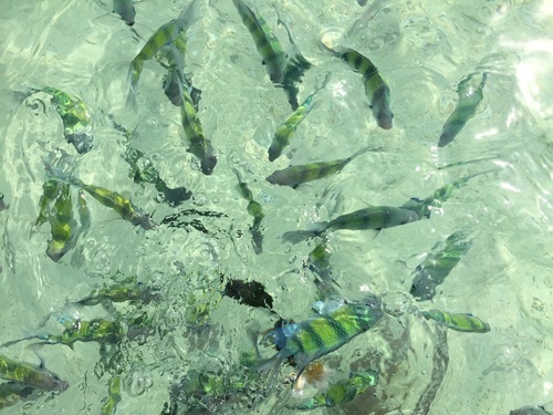 Indo-Pacific Sergeant Major (Abudefduf vaigiensis)