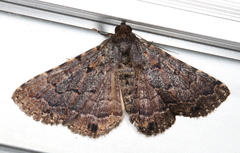 Diatenes aglossoides