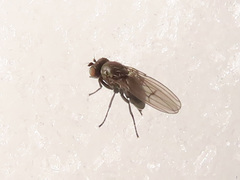 Coenia curvicauda