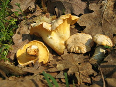 Cantharellus pallens