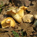 Cantharellus cibarius bicolor - Photo (c) Marjan Kustera, some rights reserved (CC BY-NC), uploaded by Marjan Kustera