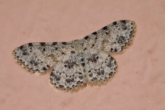 Scopula nigrinotata