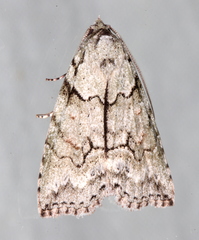 Calathusa basicunea