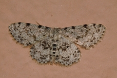 Scopula nigrinotata