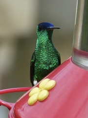 Saucerottia cyanifrons