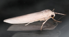 Calamidia hirta