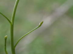 Calepina irregularis