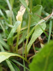 Calepina irregularis