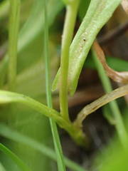 Calepina irregularis