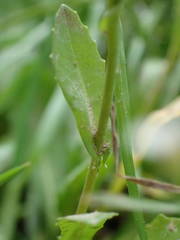 Calepina irregularis