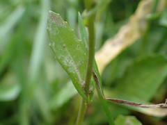 Calepina irregularis