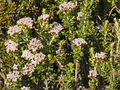 Ozothamnus alpinus