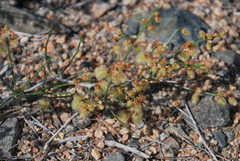 Calligonum mongolicum