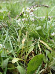 Calepina irregularis