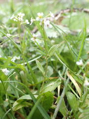 Calepina irregularis