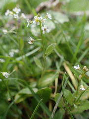 Calepina irregularis