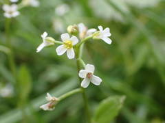 Calepina irregularis