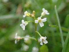 Calepina irregularis