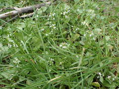 Calepina irregularis