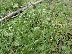 Calepina irregularis