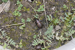 Rhigocarabus