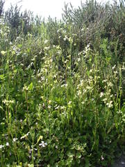 Raphanus raphanistrum landra